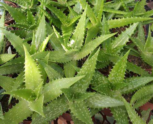 Aloe dorotheae (yellow flowering)
