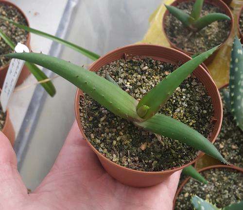 Aloe angelica