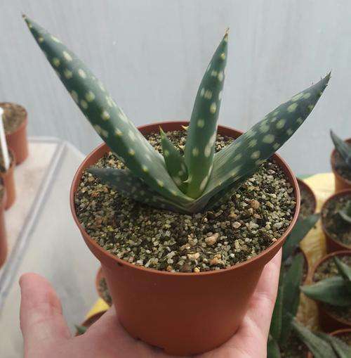 Aloe littoralis