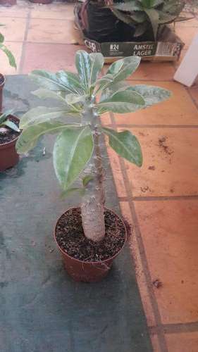 Pachypodium Saundersii
