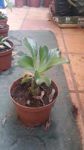 Tylecodon paniculata