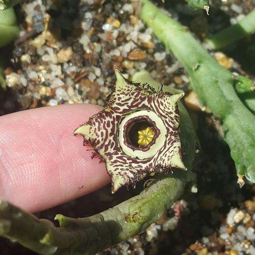 Orbea paradoxa