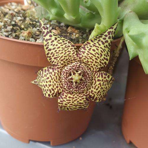 Orbea varegata x whitesloanea crassa