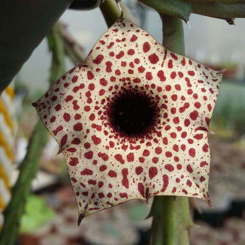 Huernia occulta