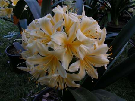 SPECIAL YEAR END MADNESS SALE: YELLOW C. miniata 2008 SEEDLINGS