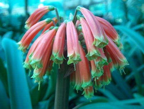 SPECIAL YEAR END SALE: Clivia Robusta 2008 SEEDLINGS