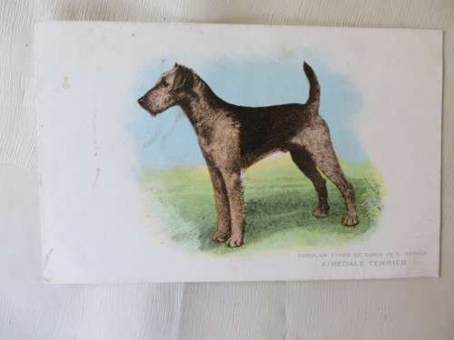 SUNLIGHT SOAP PICTURE POSTCARD - DOGS OF S.A. - AIREDALE TERRIER - AS PER SCAN