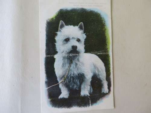 SUNLIGHT SOAP PICTURE POSTCARD - DOGS OF S.A. - WEST HIGHLAND TERRIER -  AS PER SCAN