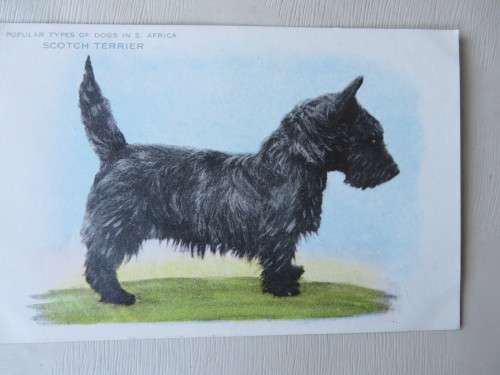 SUNLIGHT SOAP PICTURE POSTCARD - DOGS OF S.A. - SCOTCH TERRIER -  AS PER SCAN