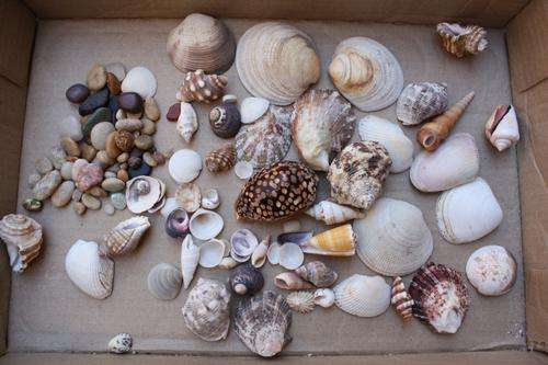 A SELECTION OF VARIOUS SEA SHELLS,SNAILS AND PEBBLES