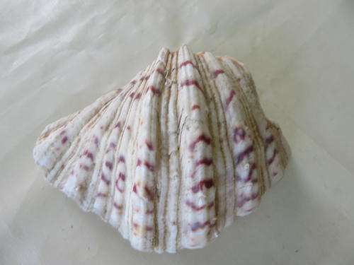 SEA SHELL - APPR. 170 X 120 MM - 60 MM HIGH