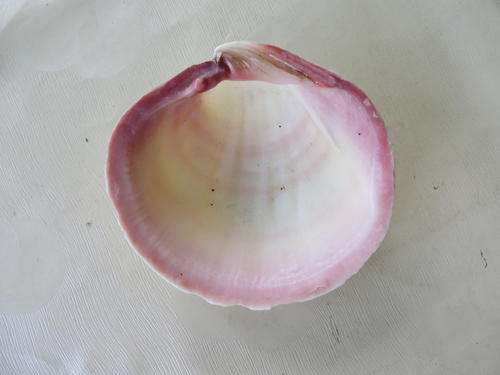 SEA SHELL APPR. 95 X  100 MM