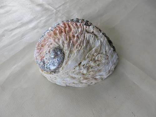 SEA SHELL - APPR. 150 X 130 MM