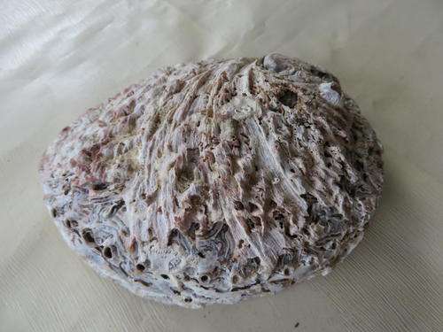 SEA SHELL - APPR. 120 X 100 MM