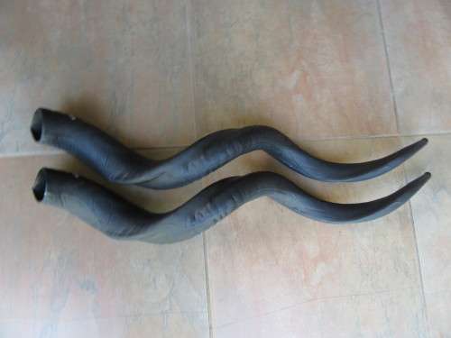 TWO KUDUZELAS - 870 MM - SOUTH AFRICAN NATIONAL PARKS - AS PER SCAN