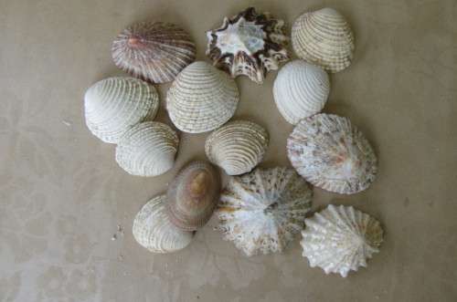 A SELECTION OF SMALL SEA SHELLS - AS PER SCAN