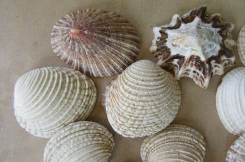 A SELECTION OF SMALL SEA SHELLS - AS PER SCAN