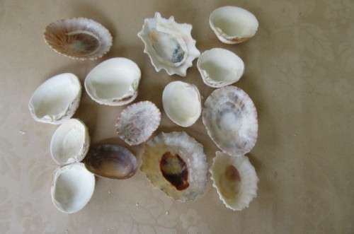 A SELECTION OF SMALL SEA SHELLS - AS PER SCAN