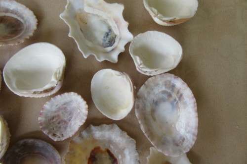 A SELECTION OF SMALL SEA SHELLS - AS PER SCAN