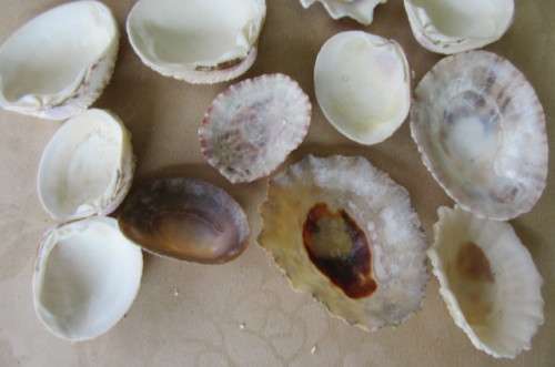 A SELECTION OF SMALL SEA SHELLS - AS PER SCAN