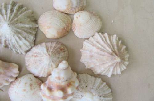 A SELECTION OF SMALL SEA SHELLS - AS PER SCAN
