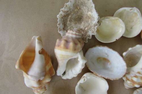 A SELECTION OF SMALL SEA SHELLS - AS PER SCAN