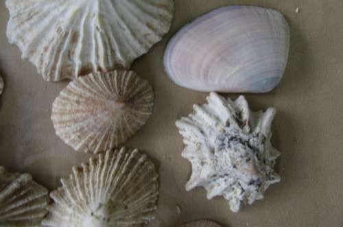 A SELECTION OF SMALL SEA SHELLS - AS PER SCAN