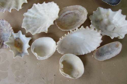 A SELECTION OF SMALL SEA SHELLS - AS PER SCAN