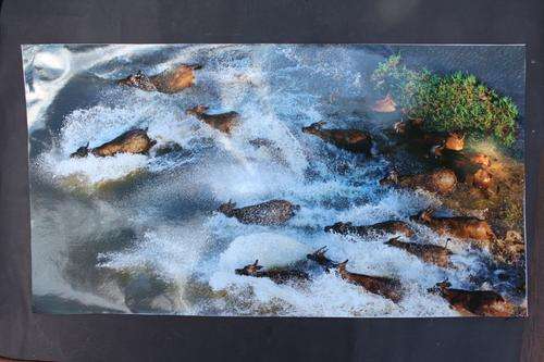 6 WILDLIVE POSTERS  520 X 280 MM