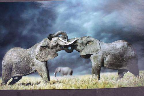 6 WILDLIFE POSTERS - 510 X 290