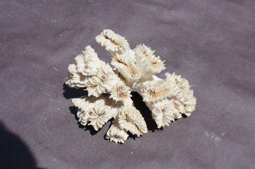 CORAL  110 X 70 X 60 MM