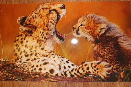 12 WILDLIFE POSTERS - 660 X 350