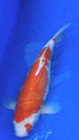 Japanese bloodline Kohaku 41cm