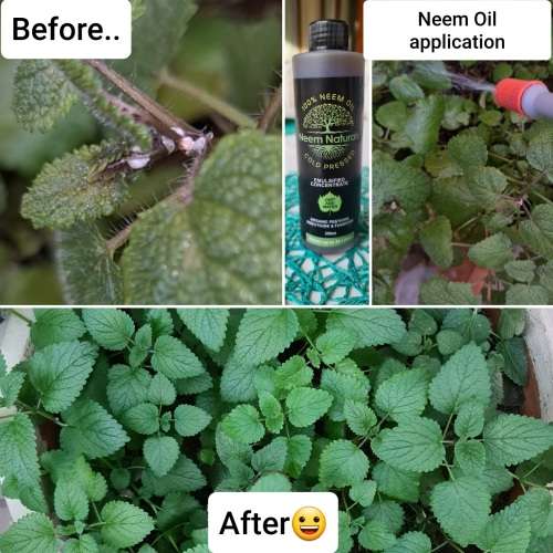 Neem Oil , Neem Cake compost and Neem Cake pellets Combo