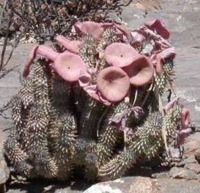 HOODIA GORDONII! RARE SEEDS