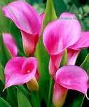 Stunning PINK Arum Lilly BULBS X 5 - Happy Gardening