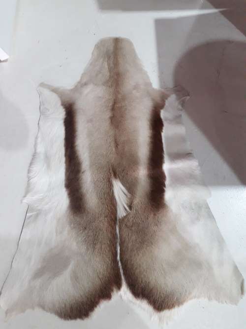 Springbuck Skin Carpet