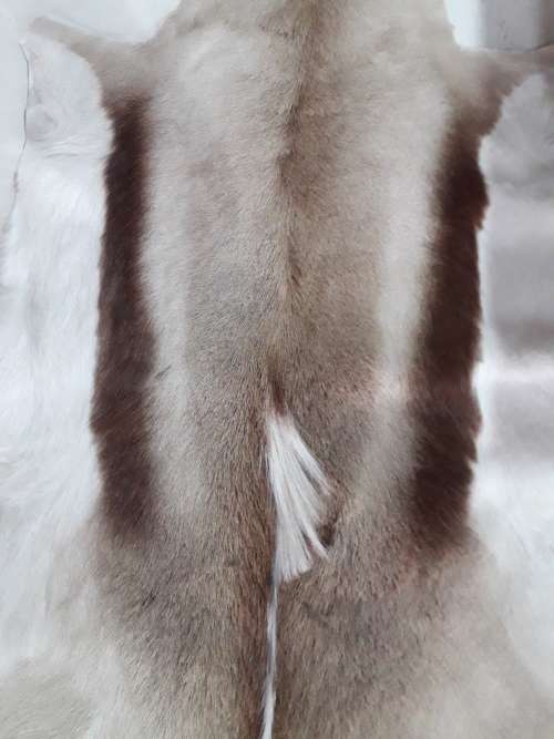 Springbuck Skin Carpet