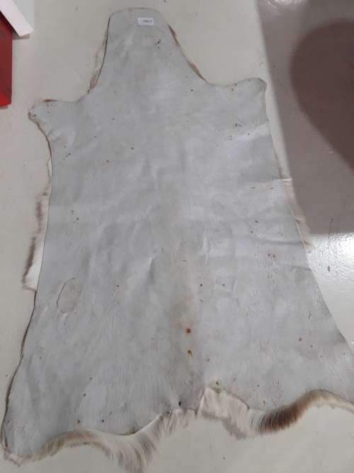 Springbuck Skin Carpet