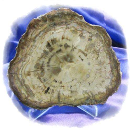 PETRIFIED WOOD HORIZONTAL SLICE -  L 12.5 x 11.5 x 1.1cm. Weight 303g.