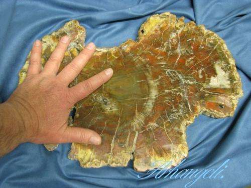 PETRIFIED WOOD SLICE-  ON SALE  - R500 SAVING - 4.5Kg.