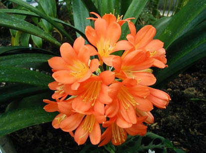 Clivia Miniata 2l Plants