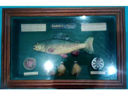 A BEAUTIFUL FRAMED MODEL OF A RAINBOW & FISHING GEAR = SEE PICs AS THEY ARE PART OF THE DESCRIPTION
