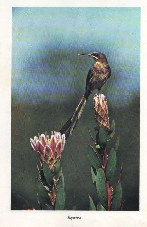 SOME BIRDS OF THE CAPE - J M WINTERBOTTOM AND C J UYS (1969)