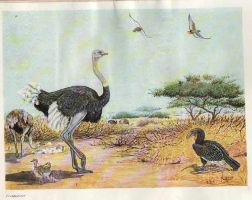 BIRDS OF SOUTH AFRICA - ROBERTS (3 RD IMPRESSION 1961)