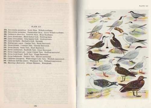 BIRDS OF SOUTH AFRICA - ROBERTS (3 RD IMPRESSION 1961)