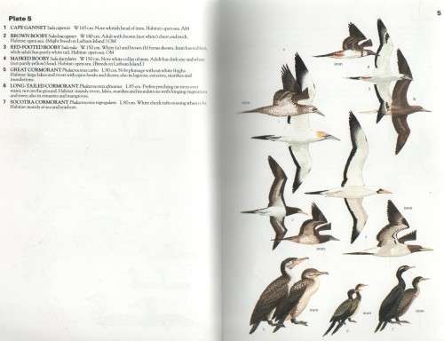 BIRDS OF EASTERN AFRICA, EVERY SPECIES ILLUSTRATED - BER VAN PERLO (1 ST PUB 1995)
