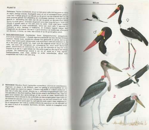 VOELS VAN SUIDER-AFRIKA 1: NASIONALE KRUGERWILDTUIN - KENNETH NEWMAN (1980)