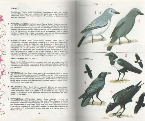 VOELS VAN SUIDER-AFRIKA 1: NASIONALE KRUGERWILDTUIN - KENNETH NEWMAN (1980)