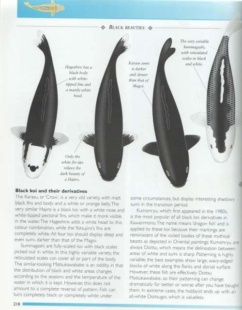 KOI  - TONY PITHAM (2007)